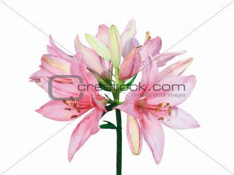 beautiful pink lily isolated on white background