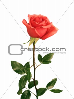 Red rose closeup isolated on white