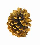 pine fir-tree cone on the white background