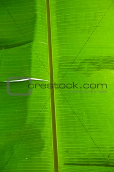 Fresh Banana Leaf Isolated on white
