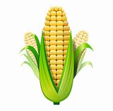 corns isolated