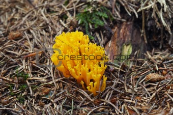 yellow coral mushroom