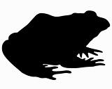 Bullfrog silhouette