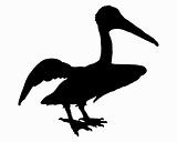 Black pelican