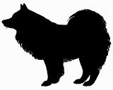 The black silhouette of a Samoyed Dog