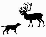 Two animals, setter and caribou meet face to face 