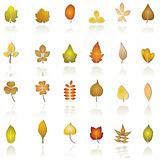 autumn leaf background and icons