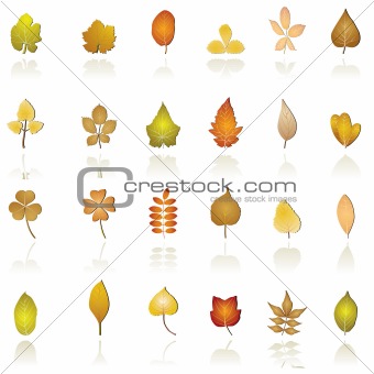 autumn leaf background and icons