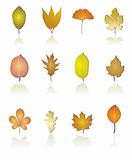 different kinds of tree leaf icons
