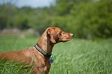 Vizsla Dog (Hungarian Pointer) Standing in a Green Field