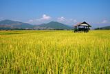 Hut and rice field