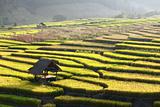 Terraced rice field and hut on Mountain