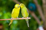 Couple of parrots on a branch