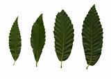 Four green leafves of chestnut