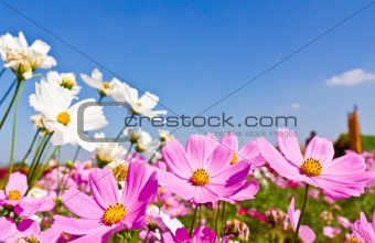 White and pink cosmos flower