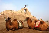 Camels at the relics of an ancient castle