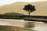 Landscape of river and sandhills with a single tree