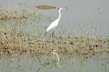 White heron bird at a lake