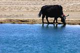 Black yak at lakeside