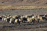 Sheep in Tibet