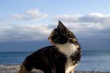 Cat against blue sky and sea
