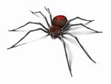 Spider : Black Widow. Isolated on white. 3D render