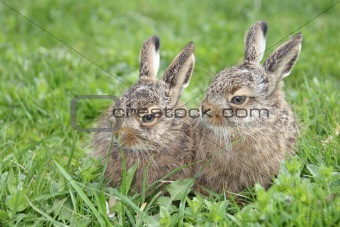 two little hares