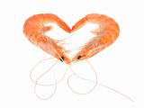 shrimp - heart