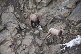 Bighorn sheeps