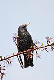 starling bird (sturnus vulgaris)