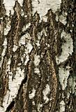 Beautiful birch bark