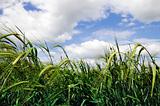 Belarus green wheat field and blue sky nice summer day belorussi
