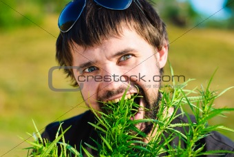 Young man eating leaves of cannabis