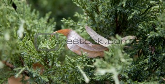 Dry leaves in pine tree