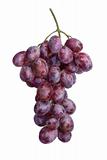 Fresh grape cluster, isolated, water color