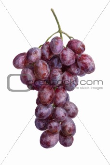 Fresh grape cluster, isolated, water color