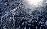 Frost winter branch