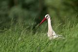 Stork in the high grass.