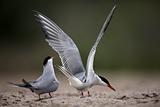 Common Tern - mating.