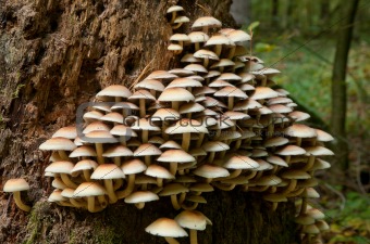 Bunch of autumnal fungi closeup