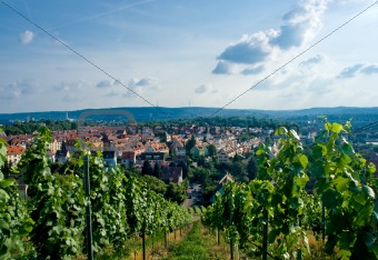 Vineyard and residential district in Stuttgart city center.