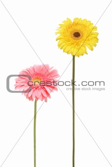 two daisy