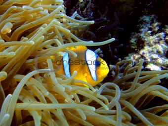 Amphiprion and his anemone