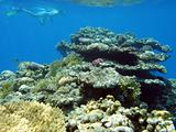 Snorkler and corals