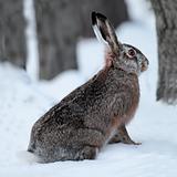 Hare in the snow.