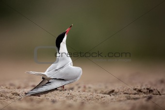 Proud of Common Tern.