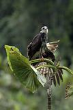 Amazonic tropical bird