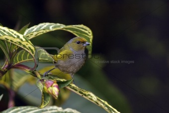 Amazonic tropical bird