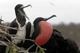 Galapagos Frigate Birds