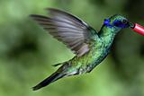 Hummingbird / Colibri